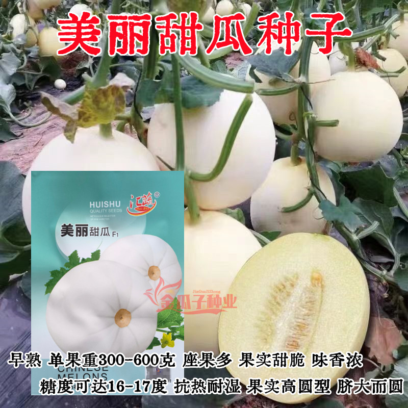 美丽白皮甜瓜种子籽孑浓香甜脆早熟高产耐热耐湿农家春夏秋季播种