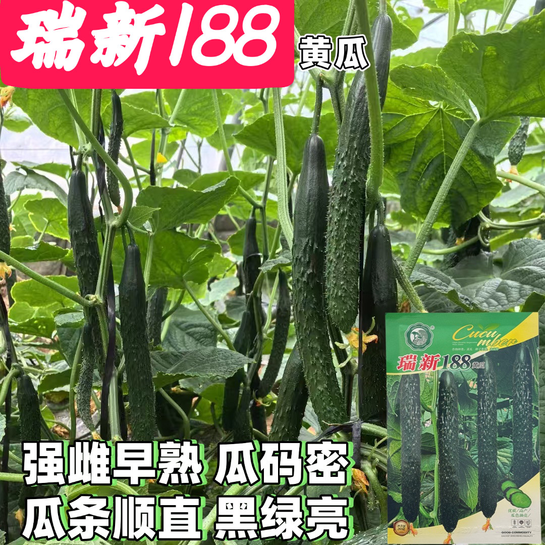 瑞新188黄瓜种子强雌油亮型黄瓜种籽绿肉短把高产四季抗病长黄瓜