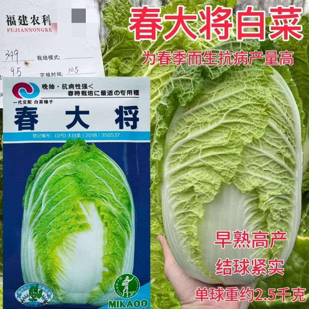春大将一代杂交春白菜种子早熟高产结球紧实抗病毒病 耐抽苔10克