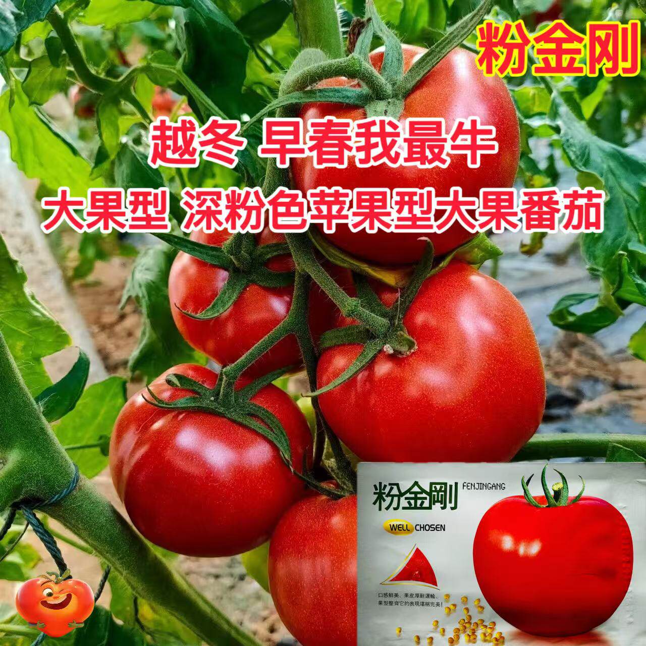 粉金刚粉红番茄种子早熟耐寒不早衰无限生长型高圆番茄种籽硬度好