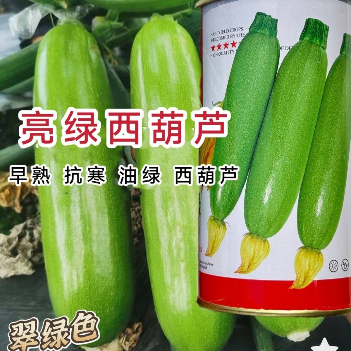 亮绿越冬耐寒西葫芦种子抗病抗寒翠绿色角瓜种籽早春露地秋延种植