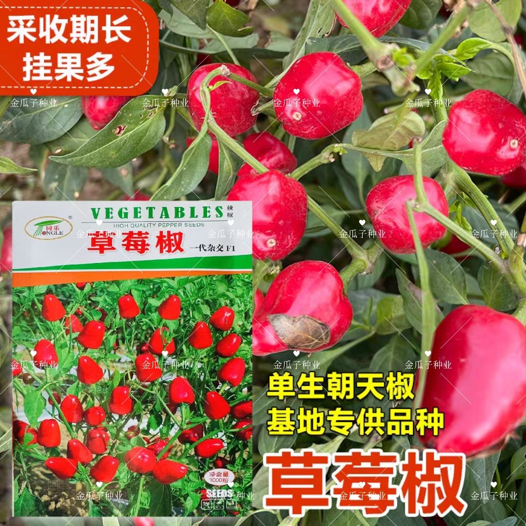 同乐草莓椒辣椒种子鲜艳浓辣多果高产耐热农家春秋播种精选椒种子