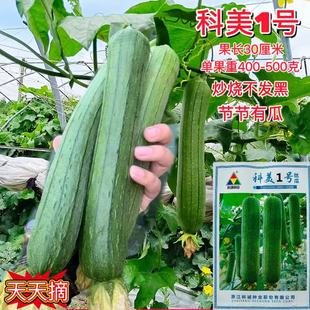 科诚科美1号丝瓜种子早熟丝瓜种抗病耐老肉质煮汤清炒肉质不变色