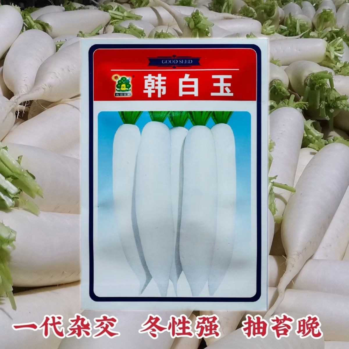 鑫园世家韩白玉萝卜种子一代杂交白萝卜种子肉质嫩脆甜多汁冬性强