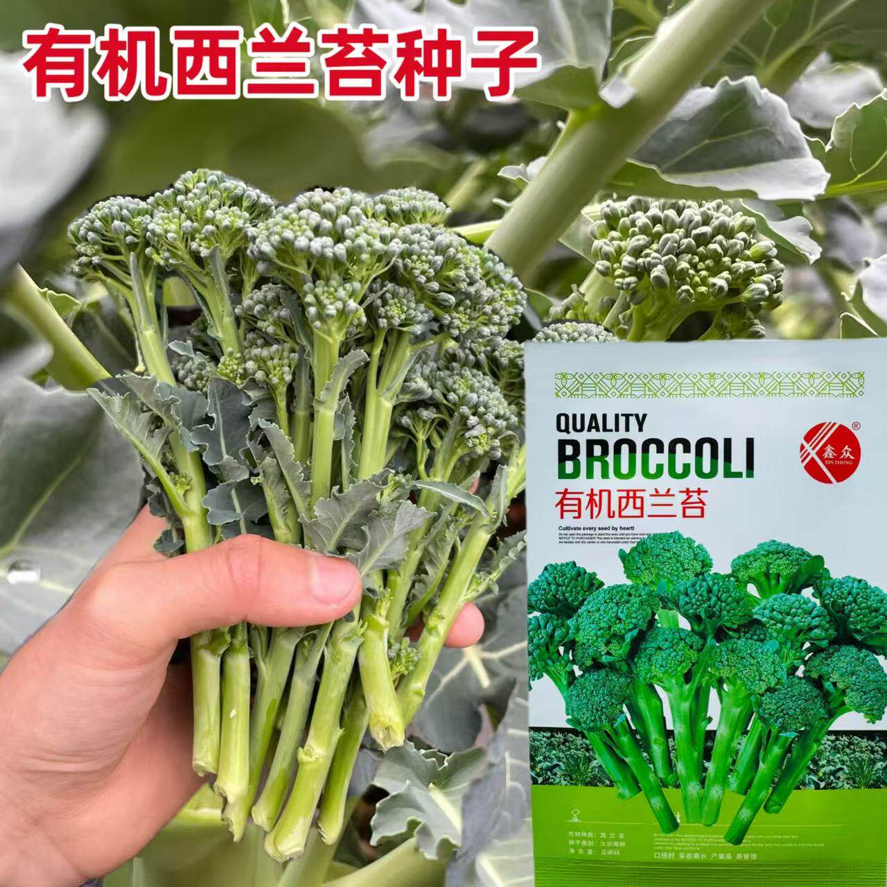 正品新种西兰苔种子绿西兰苔有机西洋芥兰田园庭院种植蔬菜苔种子