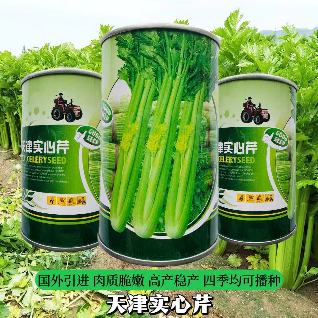 拖车头天津实心芹芹菜种子农家优选芹菜蔬菜种子四季均可播种