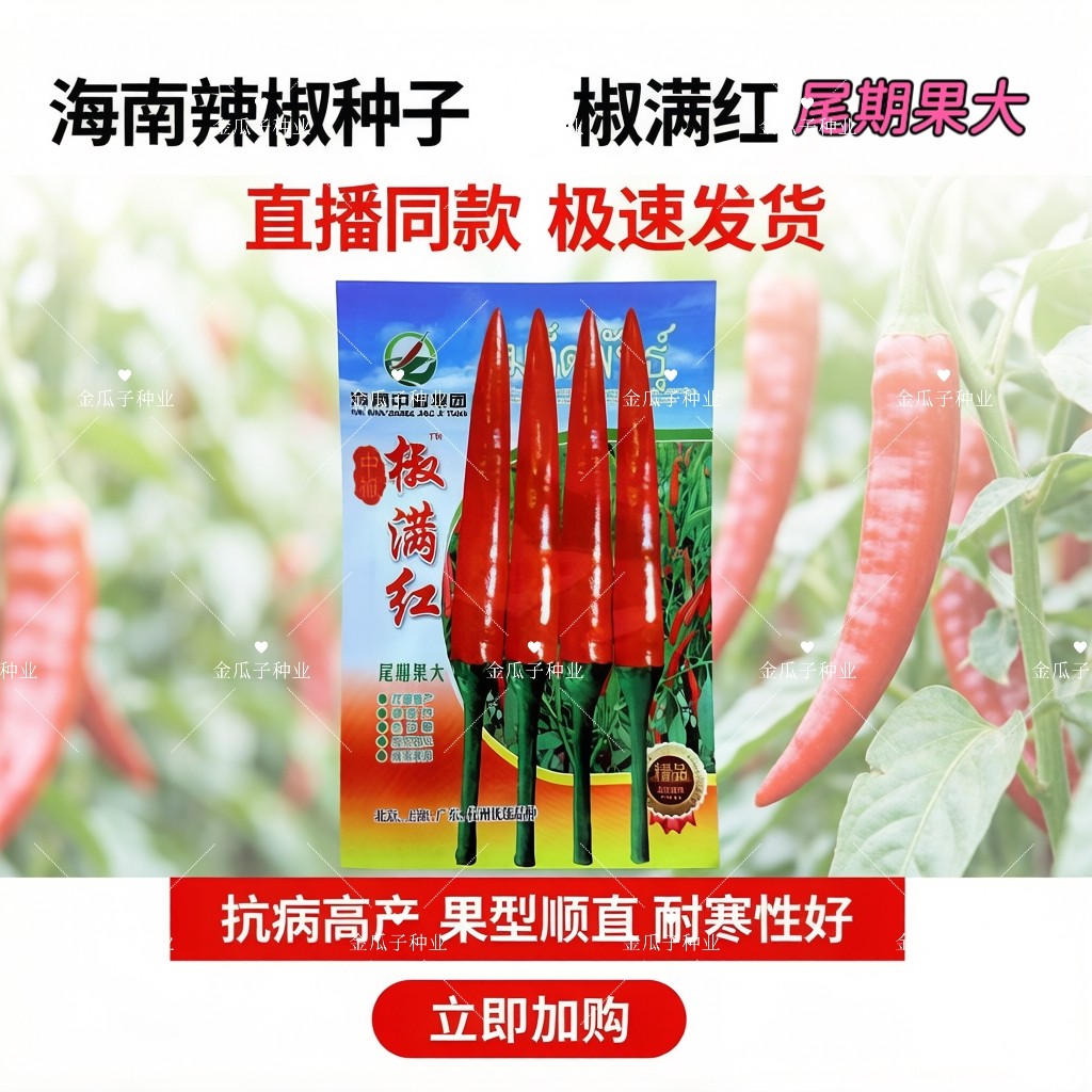 椒满红朝天椒种子大果高产色泽靓椒满红辣椒种子海南中椒集团