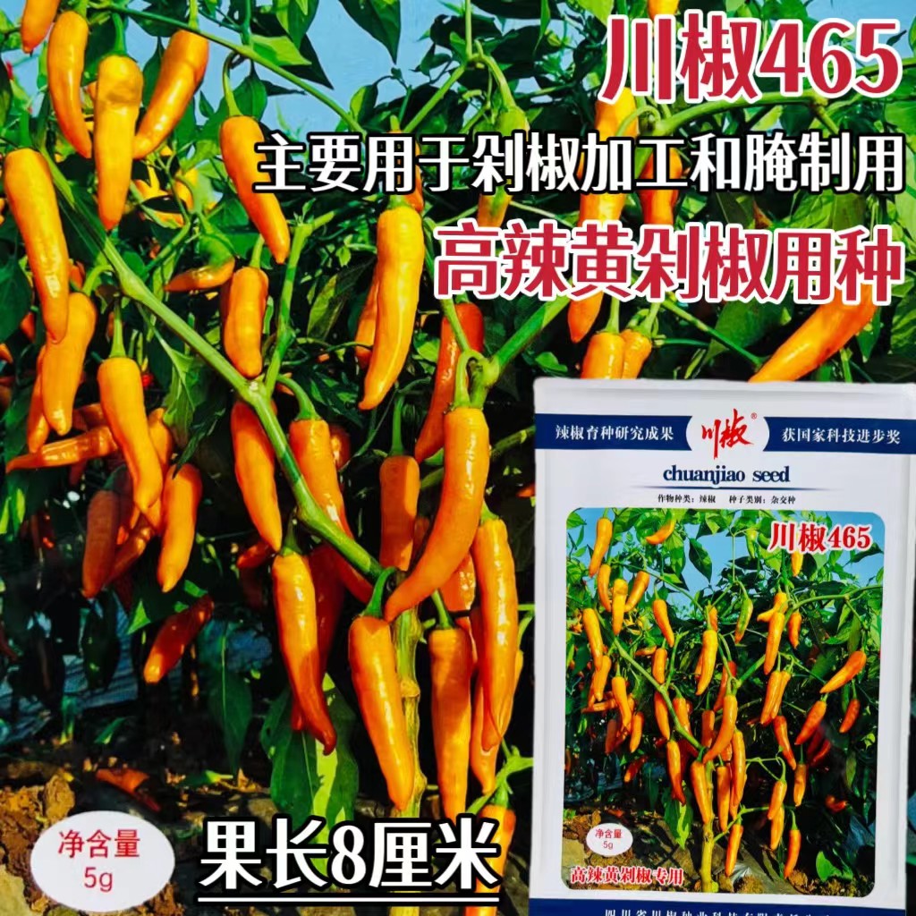 川椒465辣椒种子中早熟黄果辣椒种籽高产抗病特辣尖椒种籽春秋播