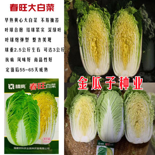 炮弹型大白菜种子春旺白菜结球好春播耐寒春季秋季早熟高产蔬菜籽