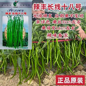 辣丰长线十八号线椒种子特长线椒辣味香浓光滑顺直翠绿色条椒种子