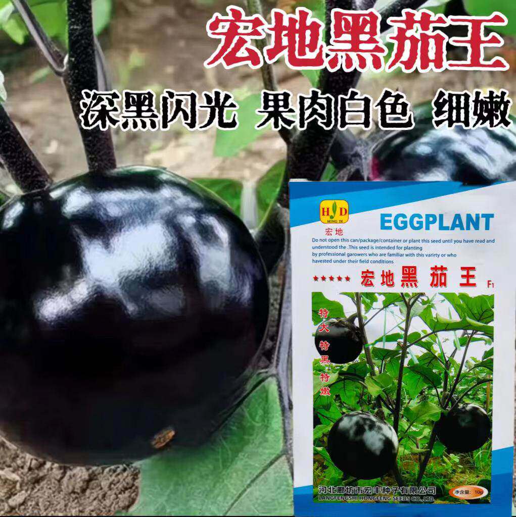 宏地黑茄王种子中熟黑又亮特大圆茄种籽果肉白色细嫩大田蔬菜孑