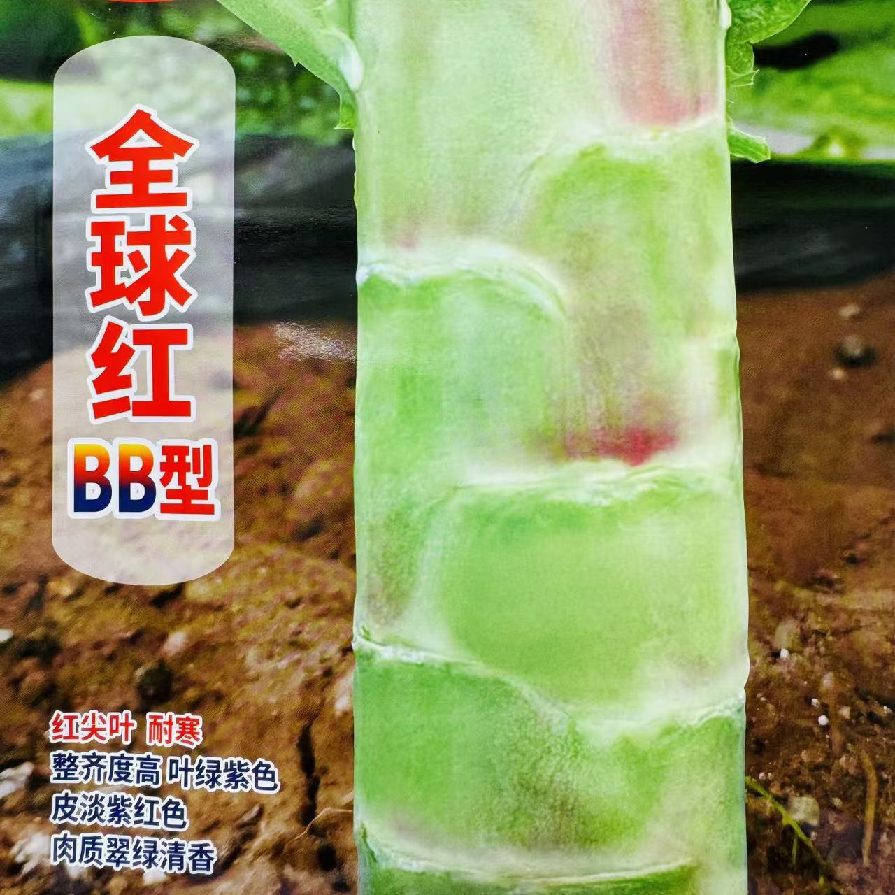 全球红BB型莴笋种子秋冬耐寒抗病红尖叶莴苣种籽肉质翠绿清香高产