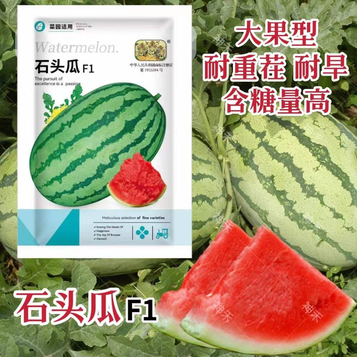 石头瓜西瓜种子椭圆形大果型懒汉大西瓜种籽农家菜园大田籽糖度高