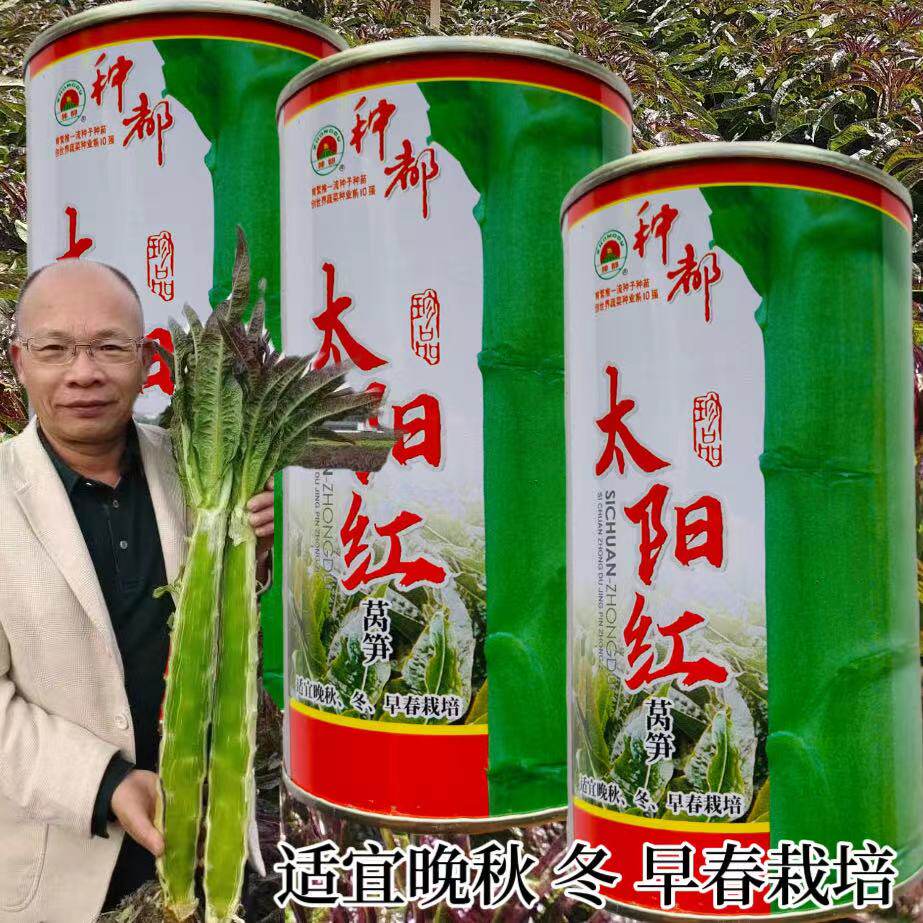 太阳红莴笋种子香脆紫青皮尖叶莴苣种籽窝笋四川秋冬季田园蔬菜孑