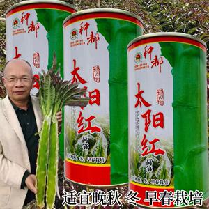 太阳红莴笋种子香脆紫青皮尖叶莴苣种籽窝笋四川秋冬季田园蔬菜孑