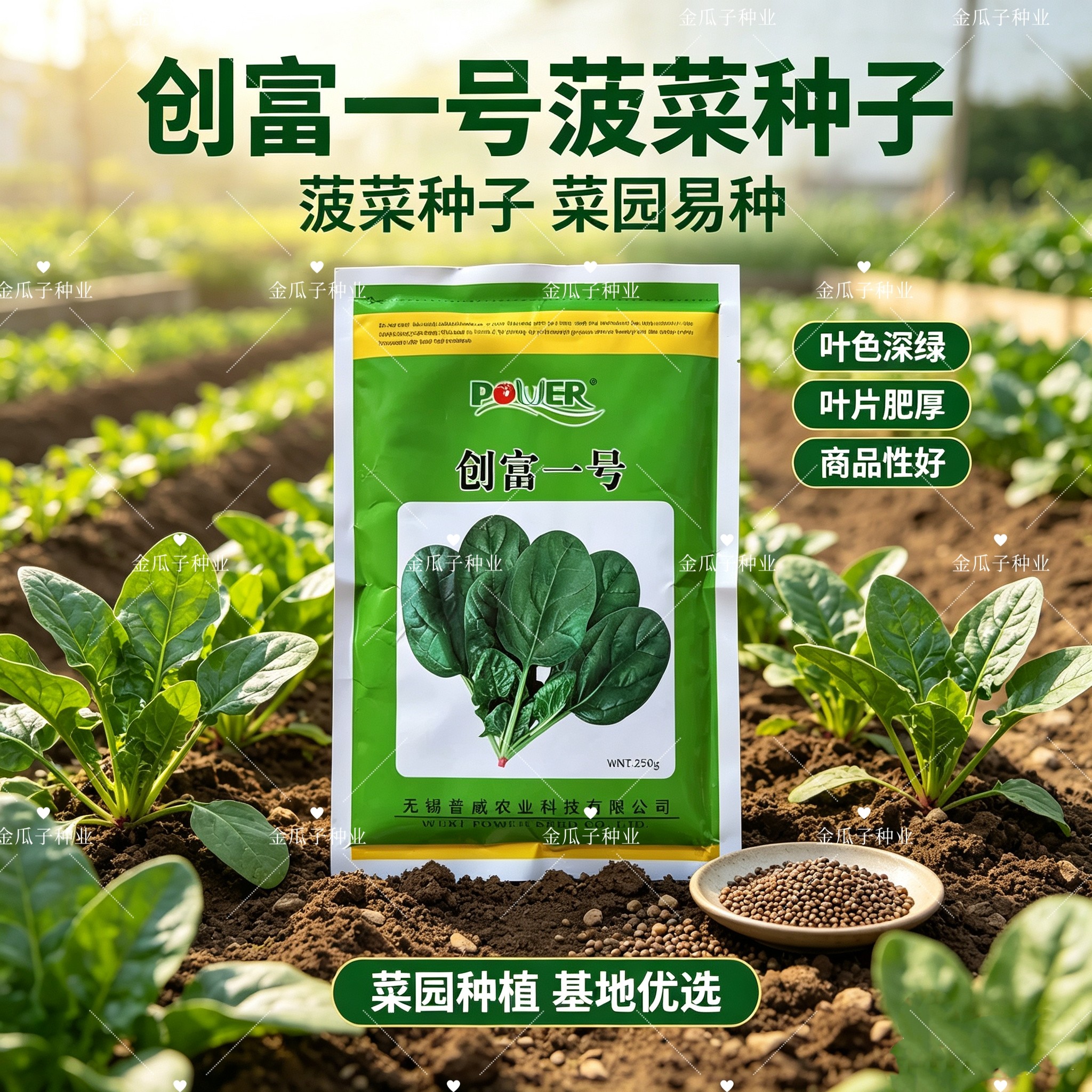 创富一号菠菜种子抗病丰产南北方春秋播四季蔬菜种子半圆叶菠菜籽