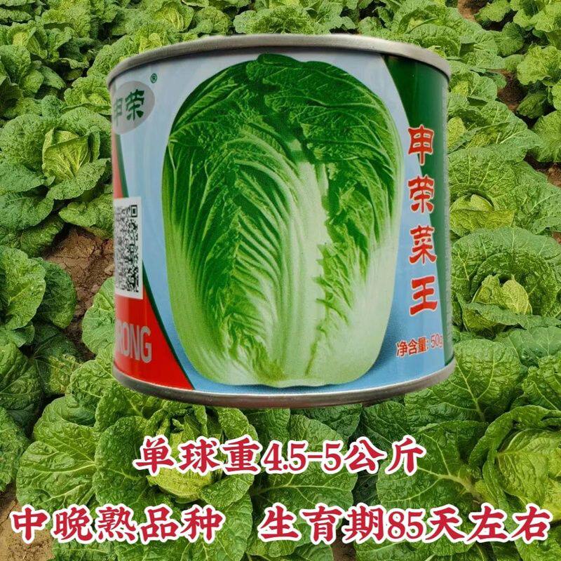 正宗秋白菜种子菜王大白菜种子中晚熟叠抱叶柄薄而平基地专用