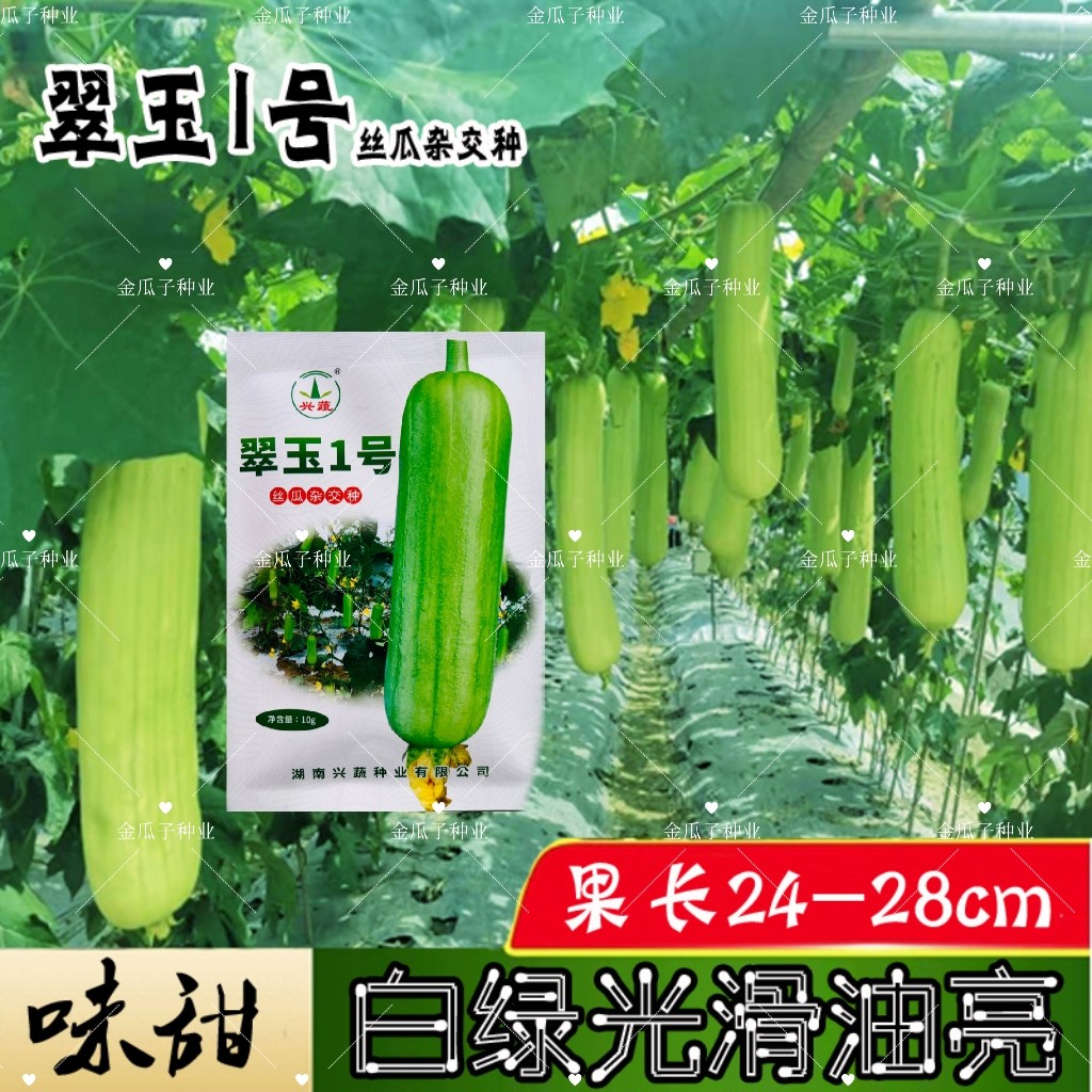 翠玉1号油白丝瓜种子中熟油白皮丝瓜种子圆筒形白绿色皮肉丝瓜种