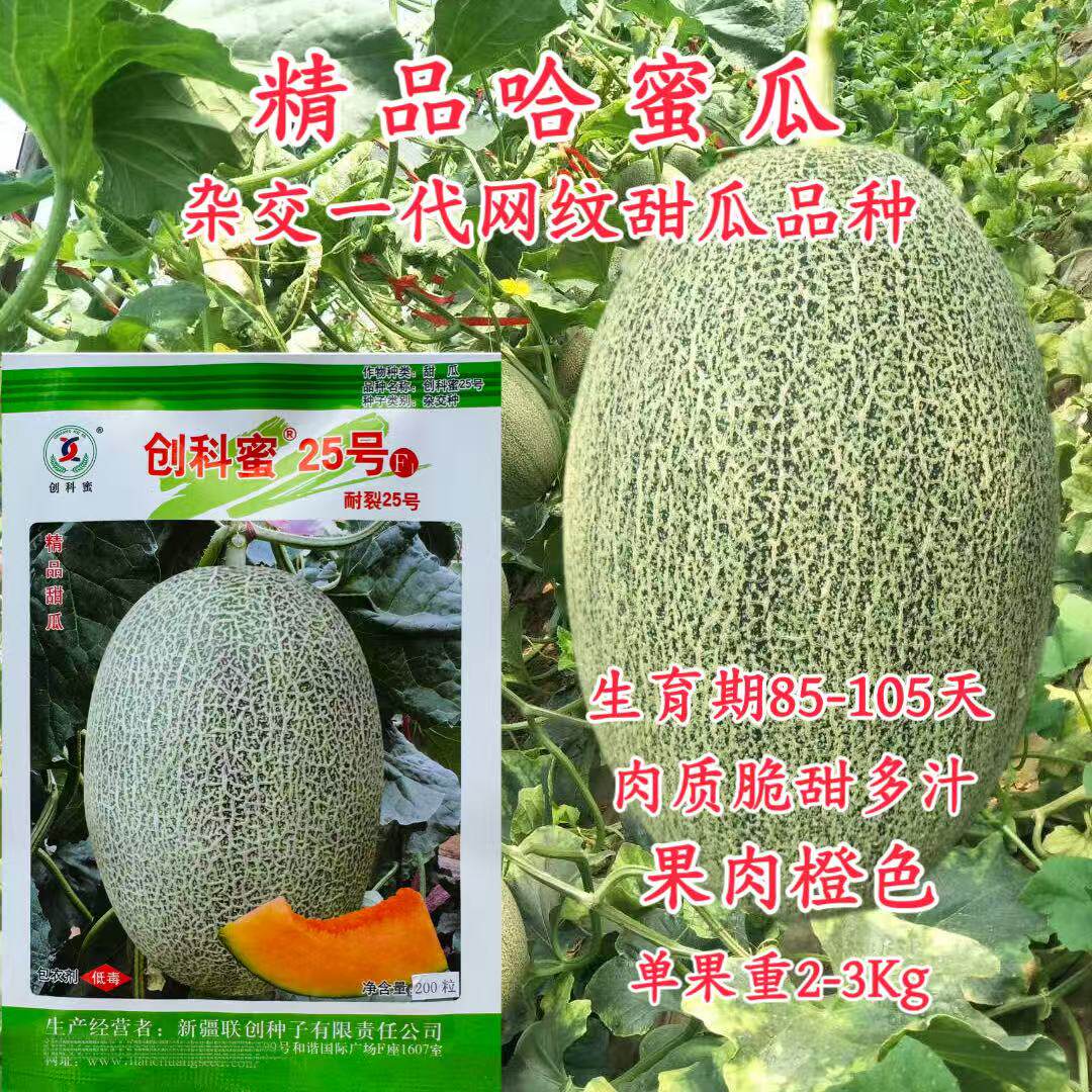 创科蜜25号哈密瓜种子耐裂西州蜜网纹正品新疆哈蜜瓜种籽基地专用