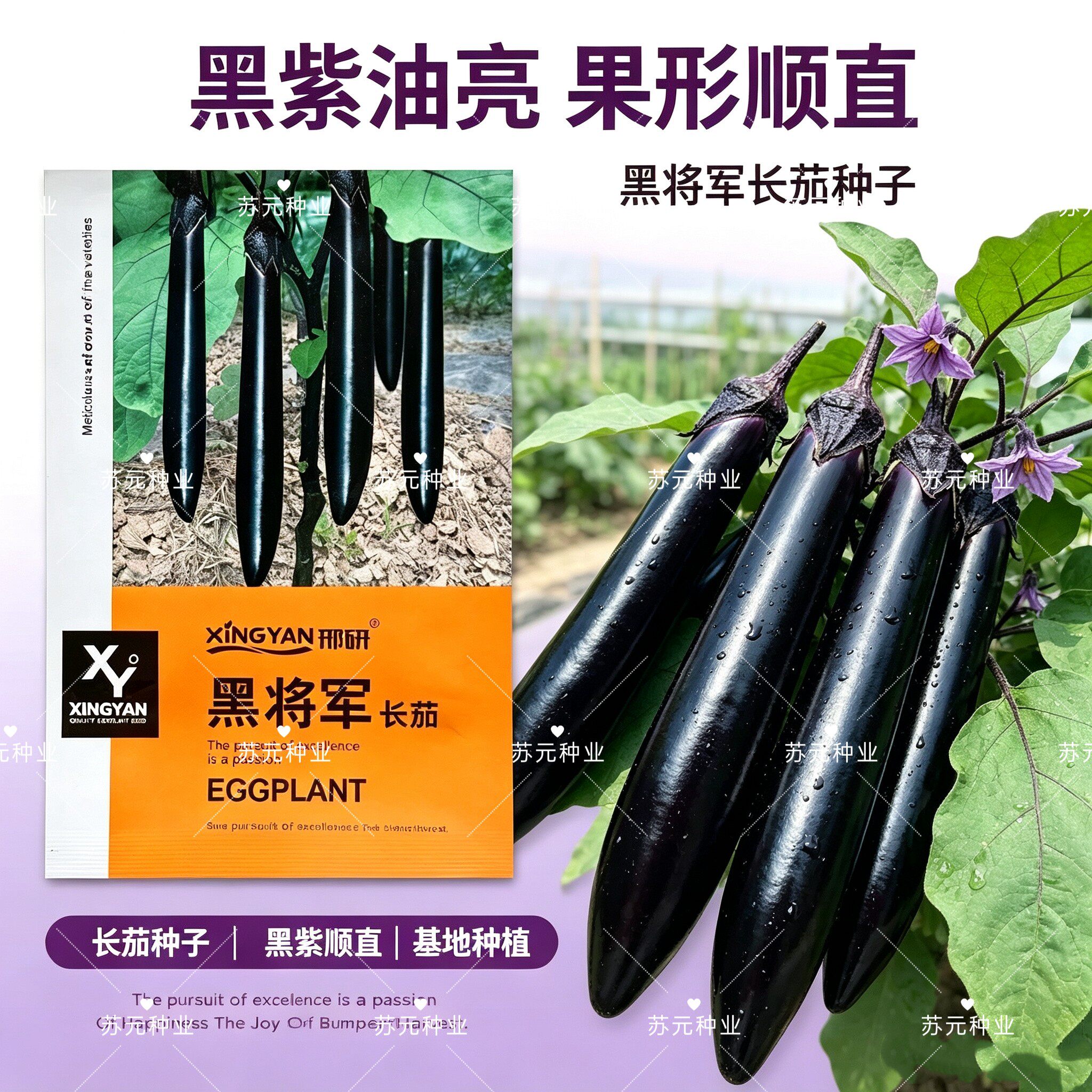 邢研黑将军长茄种子耐热高抗顺直黑亮黑宝长茄子种籽田蔬菜种子
