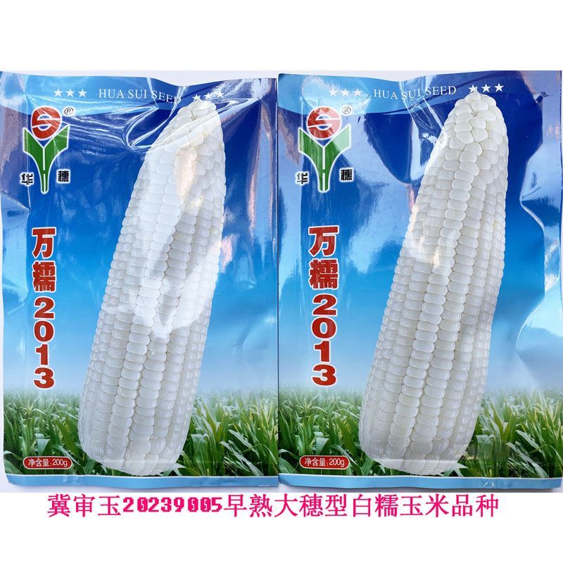 万糯2013白糯玉米种子大穗型鲜食糯玉米种籽薄皮粘软香甜春秋播种