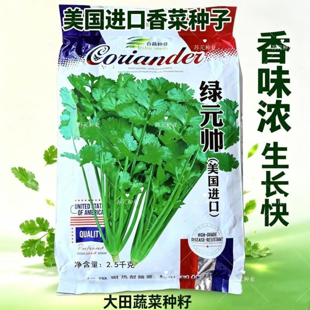 香菜芫荽种子绿元帅美国进口大叶香菜耐低温四季均可种植蔬菜种子