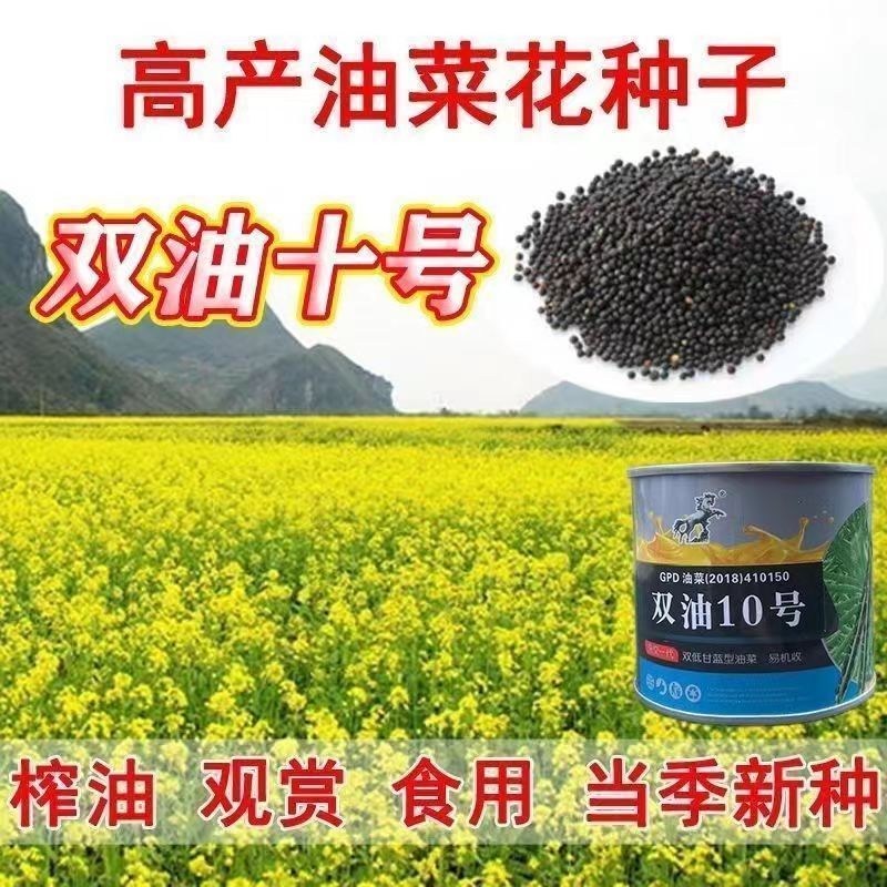 双油10号杂交油菜种子早熟高产矮杆抗倒伏出油率高甘蓝型油菜