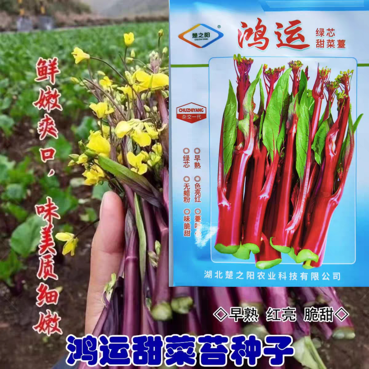 鸿运绿芯甜菜苔种子菜心种子速生耐热耐湿油青农家甜菜心蔬菜种籽