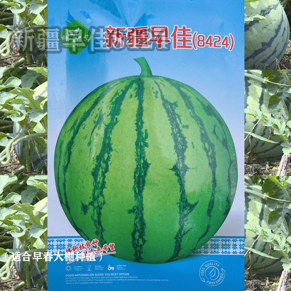 新疆早佳8424西瓜种子果肉细腻脆甜多汁早熟基地大户专用西瓜种籽