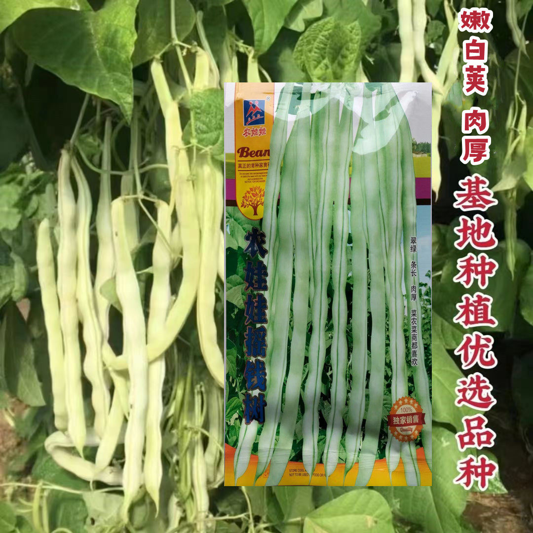 农娃娃摇钱树架豆种子中熟豆荚嫩白绿厚肉春秋菜豆种籽四季豆高产