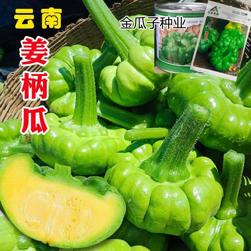 姜柄瓜种籽耐寒耐旱无限生长大果