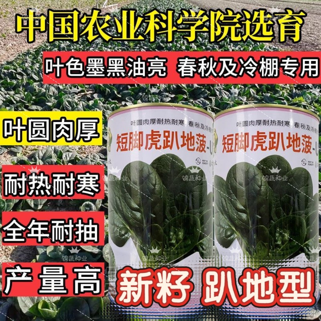 短脚虎趴地菠- U7菠菜种子中晚熟墨黑油亮趴地菠菜种子春秋季种籽