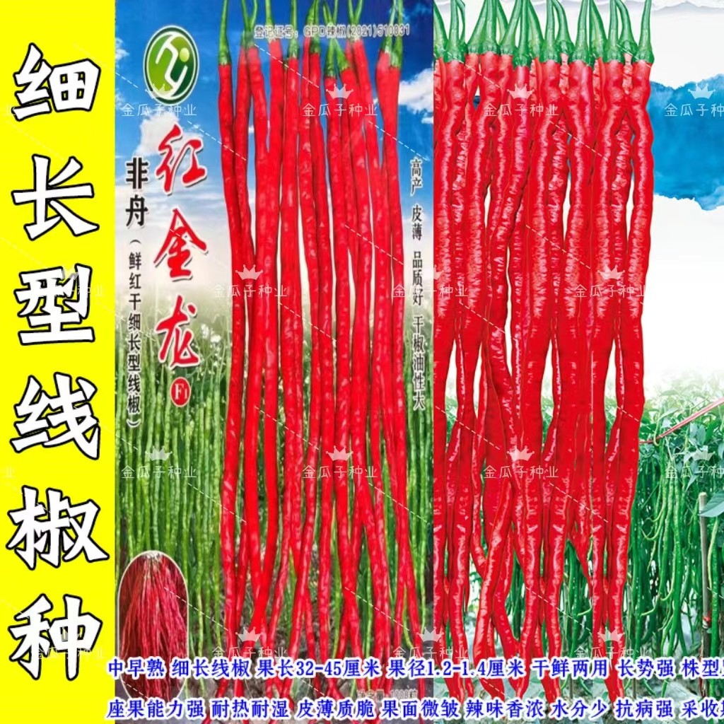 红金龙细长线椒薄皮香辣耐热耐湿