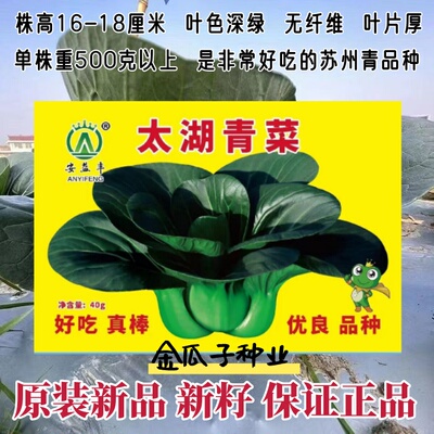 太湖青菜种子高产优质矮箕大头束腰苏州青种籽青梗菜四季蔬菜种孑