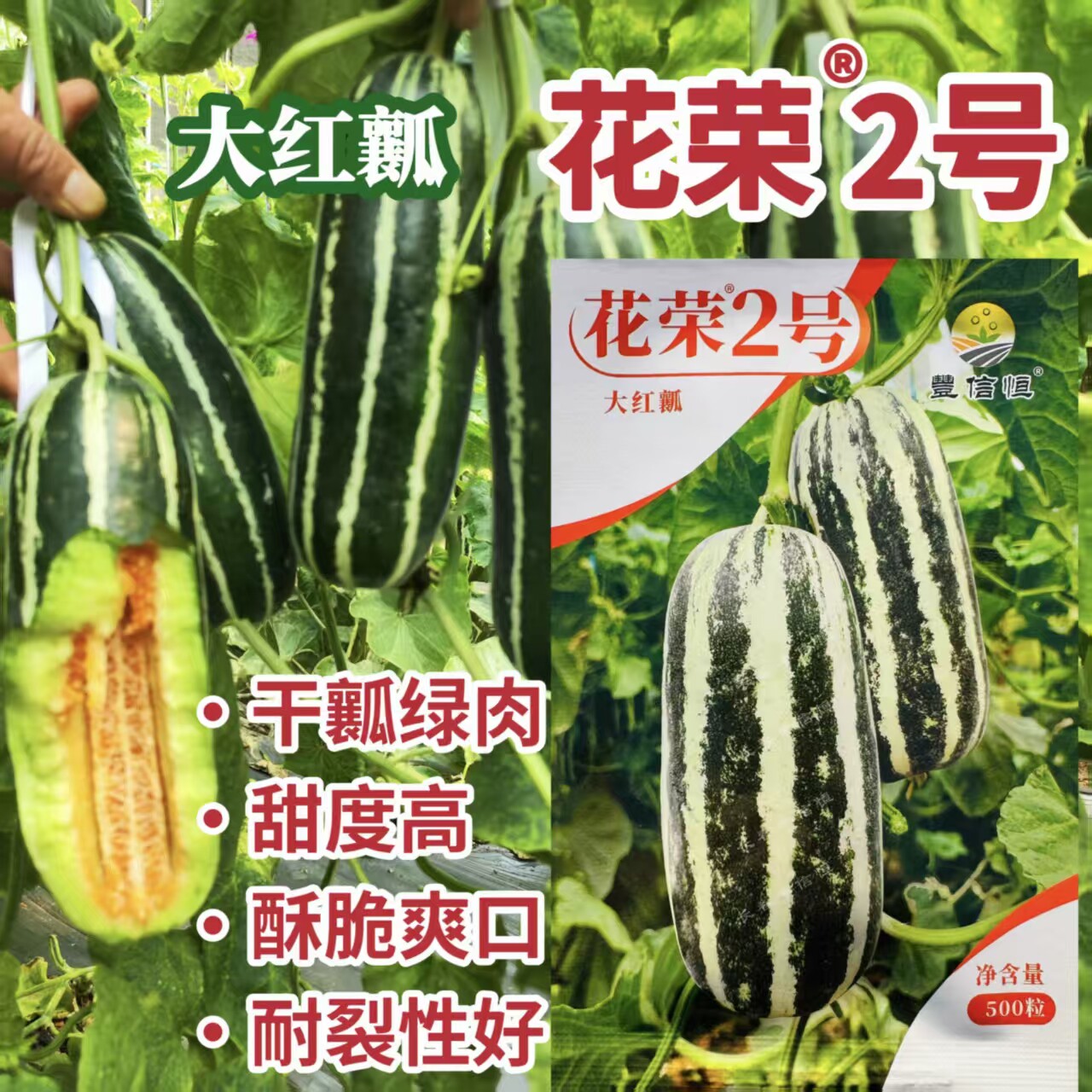 花荣2号甜瓜种子早熟加长薄皮绿肉红瓤酥瓜种籽酥脆香甜大田用种