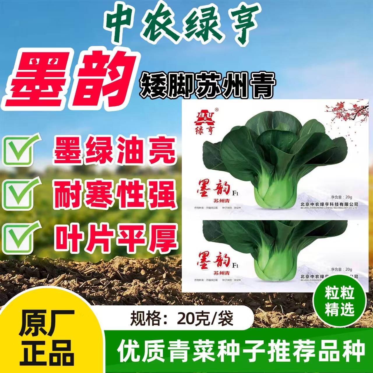 绿亨墨韵油亮青梗菜种子杂交苏州青蔬菜籽耐寒耐热四季农家小青菜