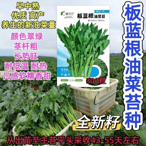 板蓝根油菜苔种子耐热高产春季四季播南方蔬菜种孑阳台盆栽菜种籽