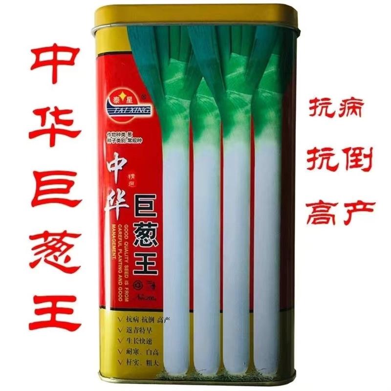 中华巨葱王大葱种子高产抗病抗倒伏抗热抗庭院大田四季播大葱种子