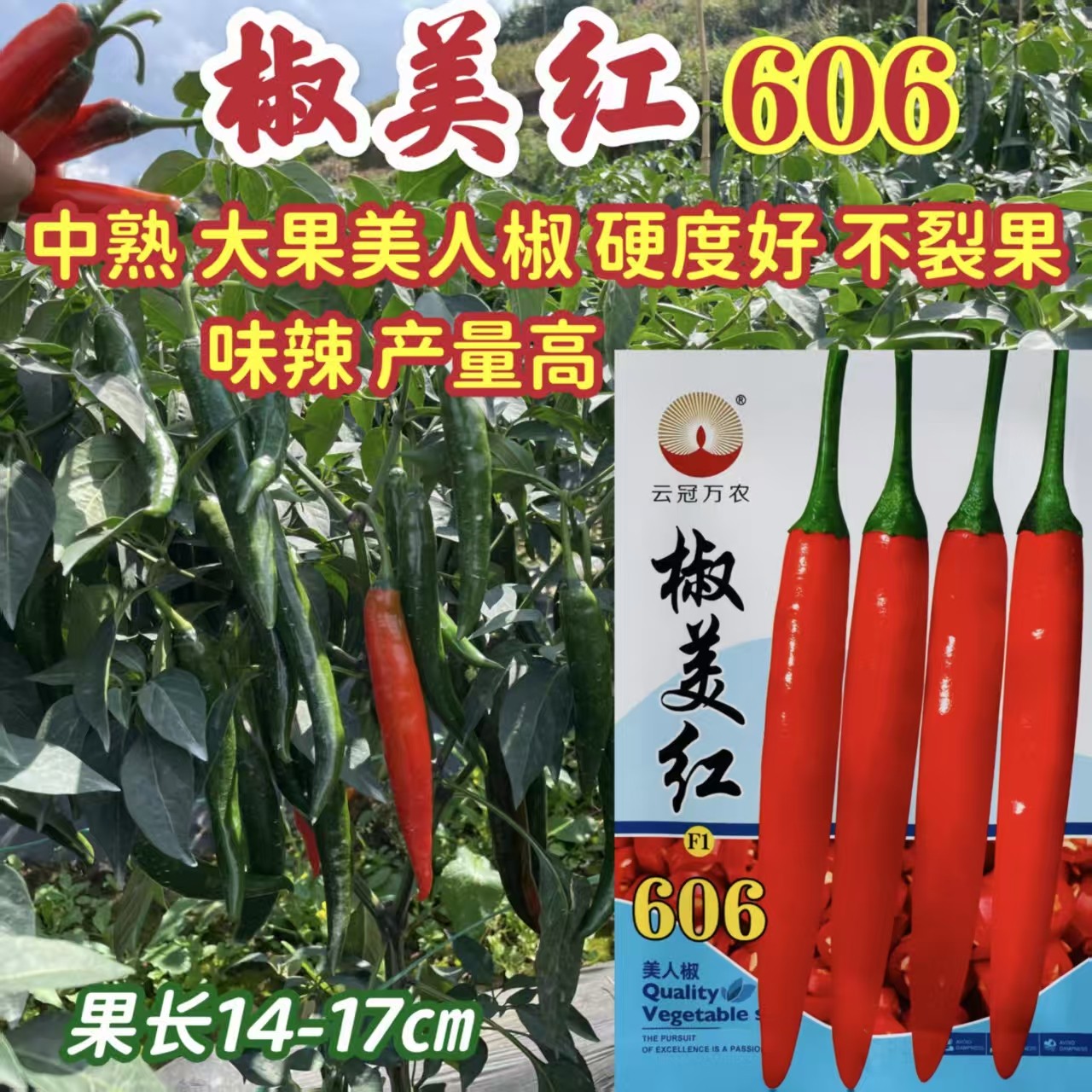 椒美红606中熟杂交大果美人椒种子红果鲜亮硬度好不裂果味辣高产