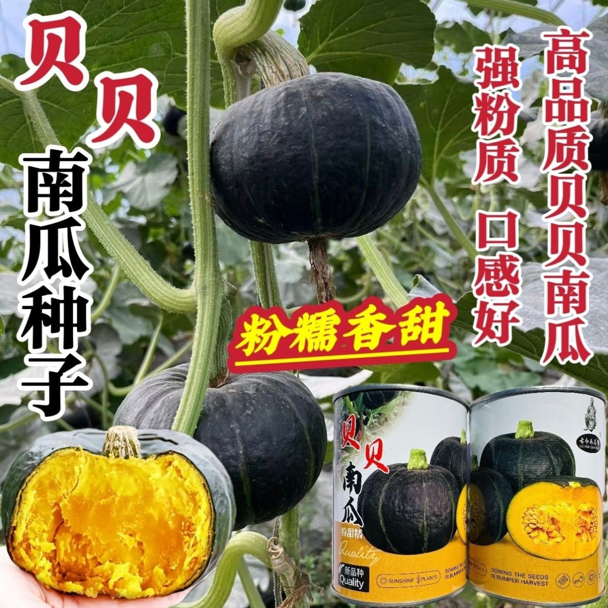 真贝贝正宗贝贝南瓜种子香甜粉糯板栗南瓜种籽小南瓜贝贝瓜种子