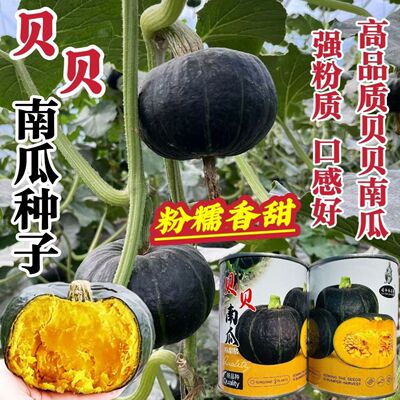 真贝贝正宗贝贝南瓜种子香甜粉糯板栗南瓜种籽小南瓜贝贝瓜种子