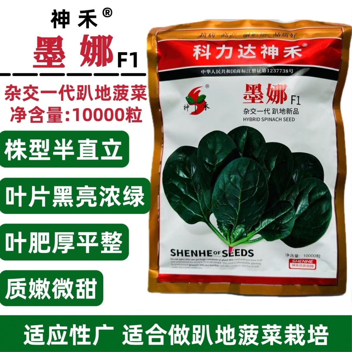 神禾墨娜杂交趴地菠菜种子黑亮浓绿趴地菠菜种籽质嫩微甜耐寒耐热