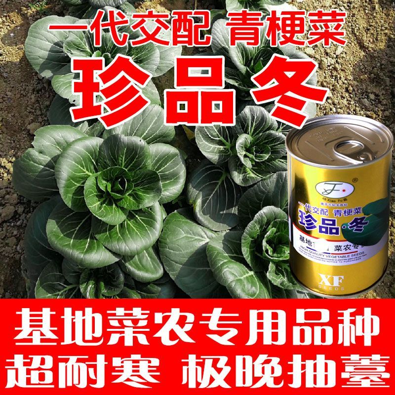 珍品冬青梗菜种子冬季越冬耐寒青梗菜种子束腰小青菜种子口感好