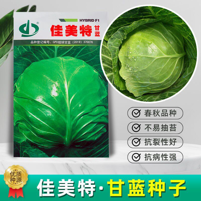 佳美甘蓝种子包心菜早熟抗病高产