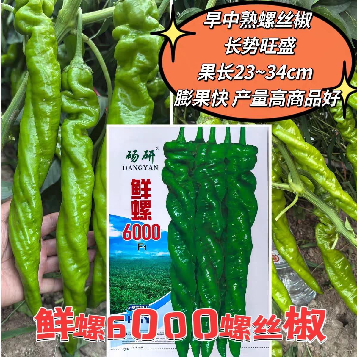 鲜螺6000辣椒种子高产特大陇椒螺丝椒种籽四季阳台盆栽蔬菜种子孑