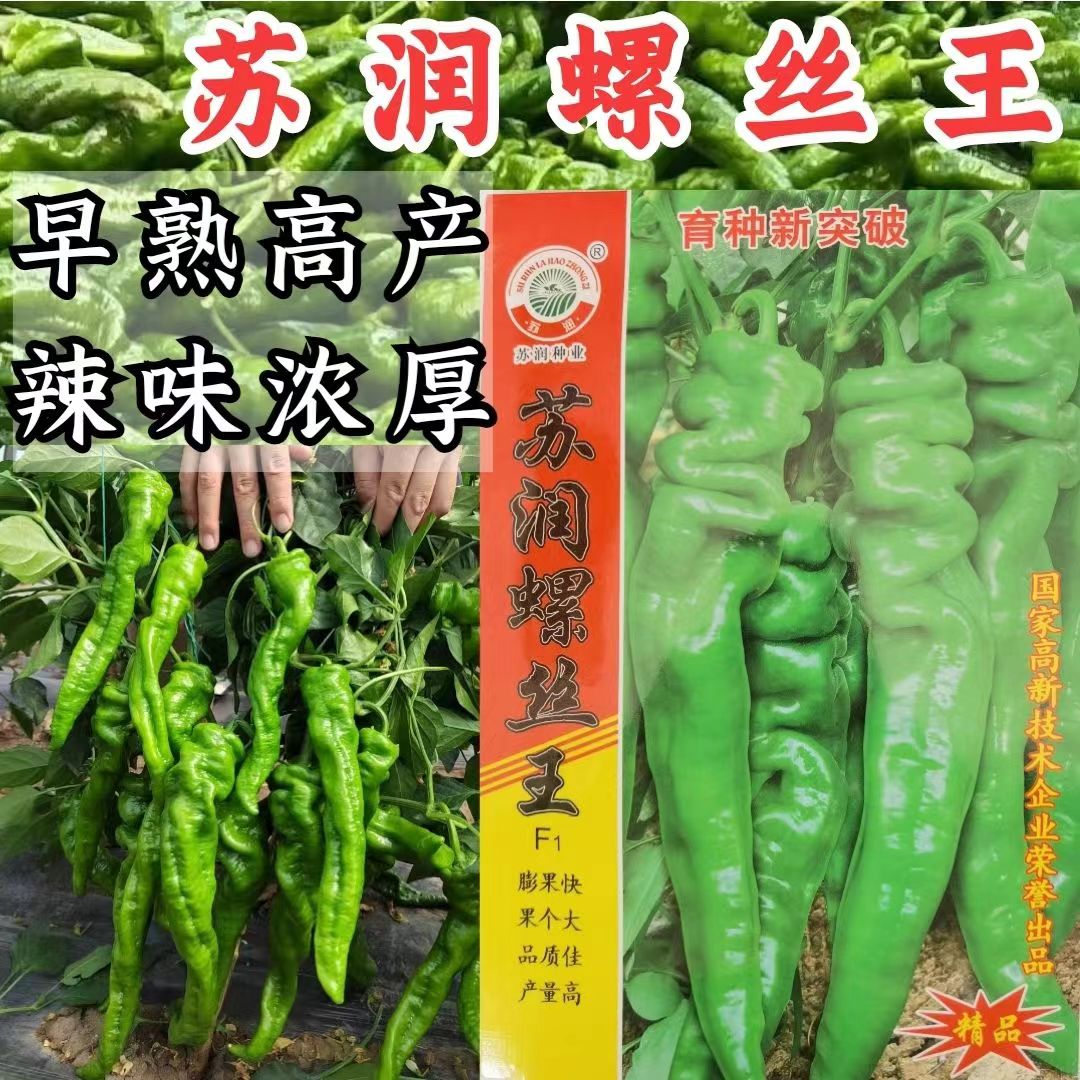 辣椒种子螺丝椒苏润螺丝王早熟大果耐低温抗高温抗病香辣早熟高产