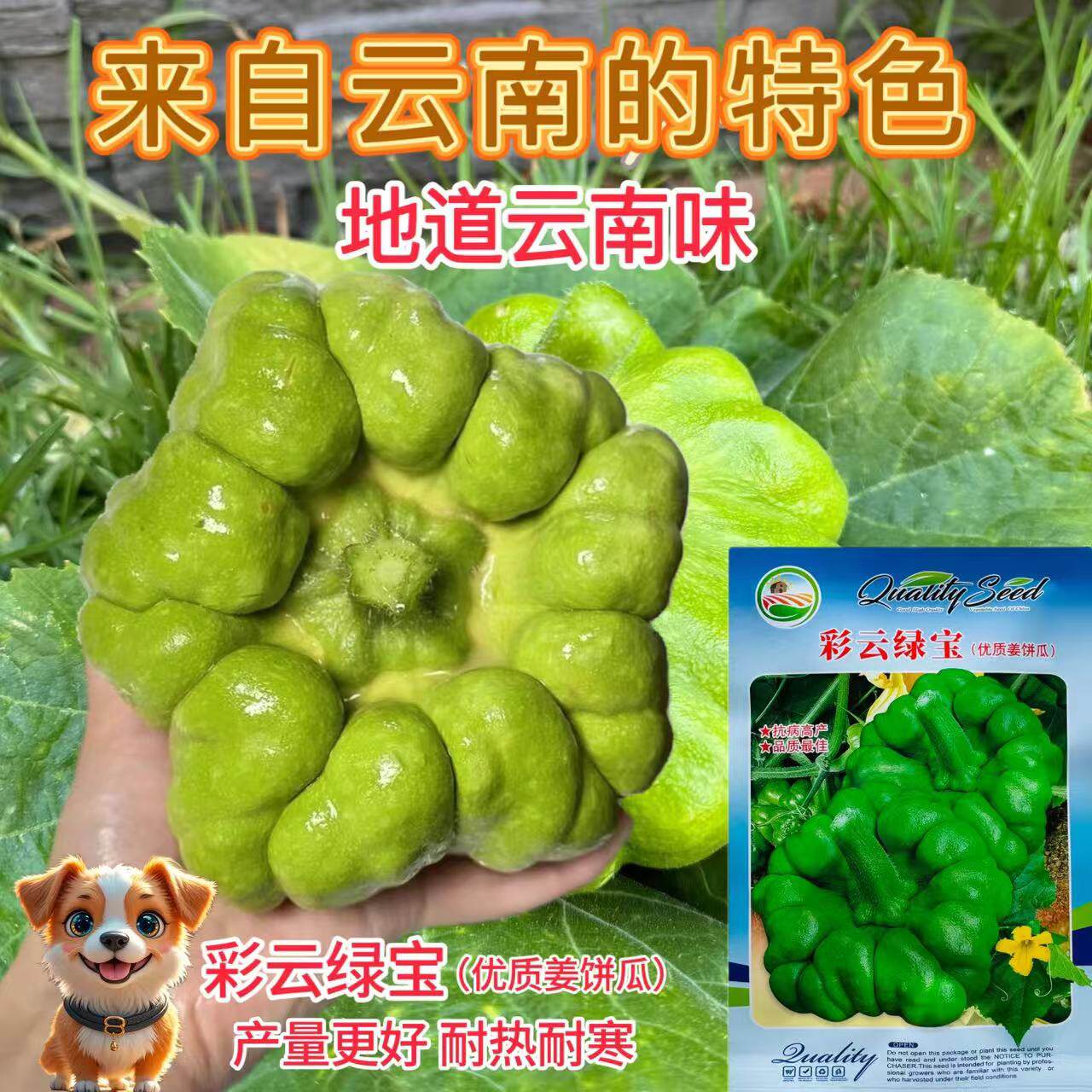 彩云绿宝姜柄瓜种子早熟高产七叶瓜种籽爬藤香甜小南瓜蔬菜种籽孑