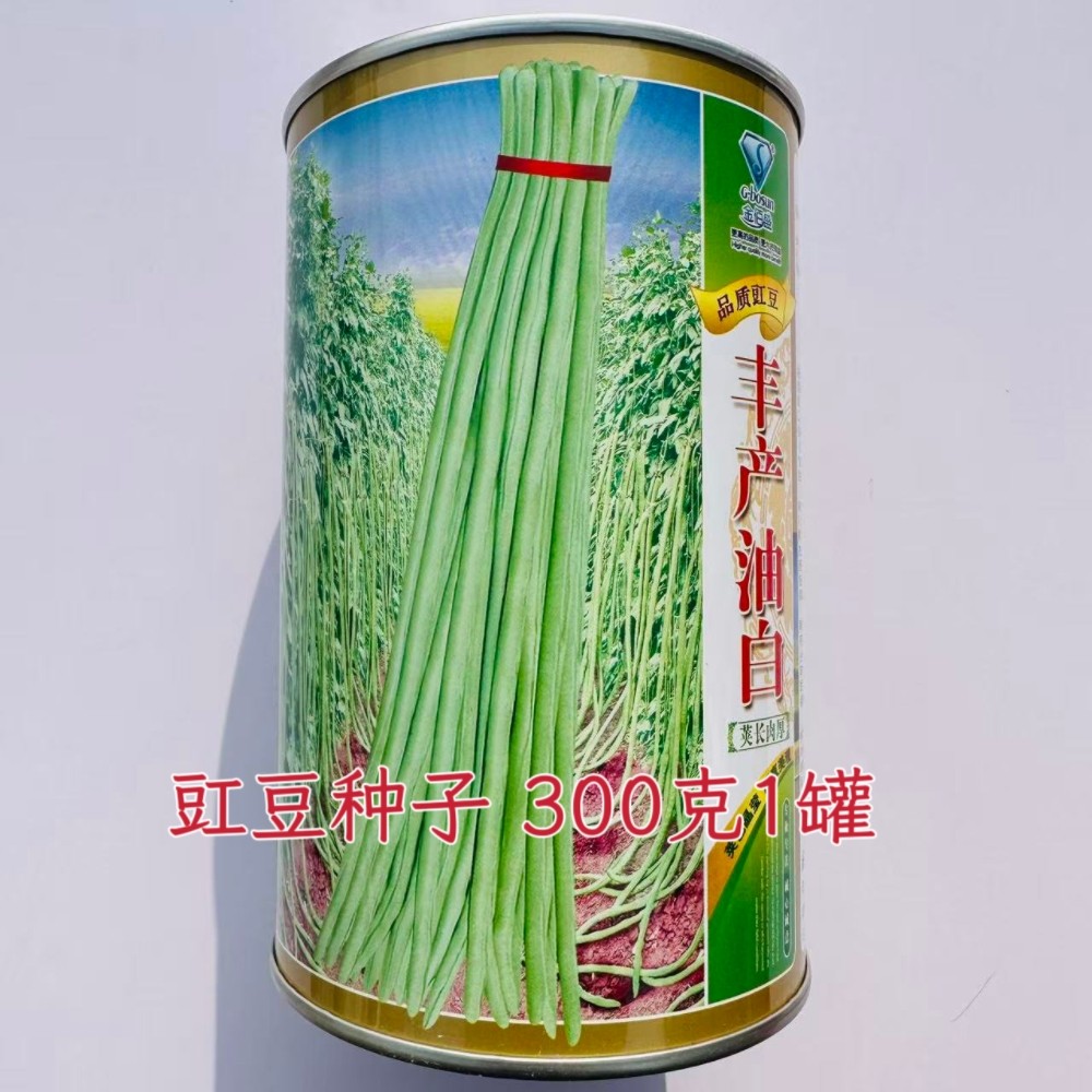 丰产油白豇豆种子长荚肉厚长豆角种籽农家春秋播绿白荚菜豆蔬菜籽