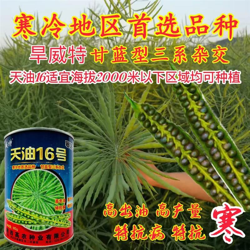 陕西天油16号油菜种子籽高产高油特矮杆抗寒抗倒伏农家秋季播油菜