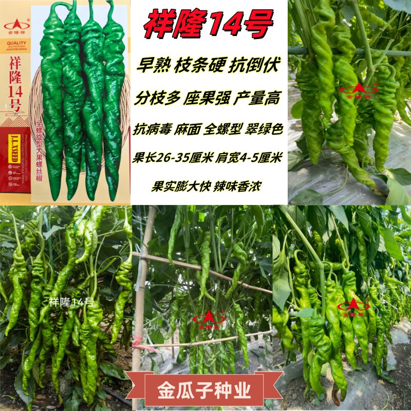 祥隆14号螺丝椒种子早熟全螺旋麻面长果螺丝椒籽抗寒抗病辣椒种孑
